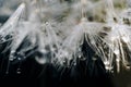 Close-up of white dandelion fluff with water drops Royalty Free Stock Photo