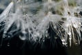 Close-up of white dandelion fluff with water drops Royalty Free Stock Photo