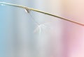 Close up of white dandelion fluff with water drops on colorful background