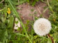 A close up of a white dandelion head in spring upon its stem int Royalty Free Stock Photo