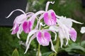 Close up of the white and dark purple Brassocattleya Morning Glory HR orchids