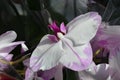 Close up white and dark purple Phalaenopsis orchid flower in full bloom in a garden pot in a sunny summer day, beautiful outdoor f Royalty Free Stock Photo