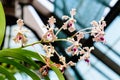 Close up white and dark purple Phalaenopsis orchid flowers in full bloom in a garden pot in a sunny summer day, beautiful outdoor Royalty Free Stock Photo