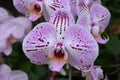 Close up white and dark purple Phalaenopsis orchid flowers in full bloom in a garden pot in a sunny summer day, beautiful outdoor Royalty Free Stock Photo