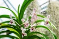 Close up white and dark purple Phalaenopsis orchid flowers in full bloom in a garden pot in a sunny summer day, beautiful outdoor Royalty Free Stock Photo