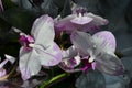 Close up white and dark purple Phalaenopsis orchid flowers in full bloom in a garden pot in a sunny summer day, beautiful outdoor Royalty Free Stock Photo