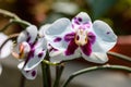 Close up white and dark purple Phalaenopsis orchid flowers in full bloom in a garden pot in a sunny summer day, beautiful outdoor Royalty Free Stock Photo