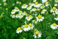 Close-up of White Dasie flowers in the garden Royalty Free Stock Photo