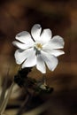 Close up of white delicate wildflower Silene, Campion, Catchfly and honey bee