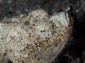 Devil scorpionfish, Scorpaenopsis diabolus Royalty Free Stock Photo