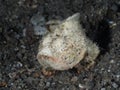 Devil scorpionfish, Scorpaenopsis diabolus Royalty Free Stock Photo