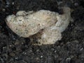 Devil scorpionfish, Scorpaenopsis diabolus