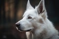 a close up of a white dog with a black background Royalty Free Stock Photo