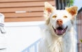 Close up white dog, dog background, dog smile, white swiss shepherd.