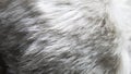 Close-up of white dog fur surface. White fur texture close up, useful as background Royalty Free Stock Photo