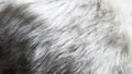 Close-up of white dog fur surface. White fur texture close up, useful as background Royalty Free Stock Photo