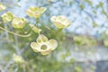 Close-up white dogwood flower on branch in springtime Royalty Free Stock Photo