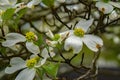 Close-up White Flowering Dogwood Flowers