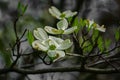 Close-up of White Flowering Dogwood Flowers Royalty Free Stock Photo