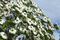 Close-up of a white dogwood in spring bloom Royalty Free Stock Photo