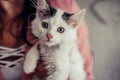 Close up of White Domestic Cat with Black Spots Royalty Free Stock Photo