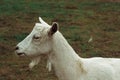 Close-up of a white domestic goat