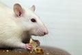 Close up of white domestic rat eating bread crums Royalty Free Stock Photo