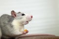 Close up of white domestic rat eating bread crums Royalty Free Stock Photo