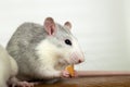 Close up of white domestic rat eating bread crums Royalty Free Stock Photo
