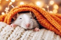 Close up of white domestic rat at home under blanket Royalty Free Stock Photo