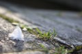 A white downy feather