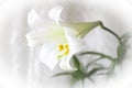 Close up of a white dreamy and beautiful Easter lily Royalty Free Stock Photo
