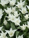 Close-up of white Dutch tulips in full bloom