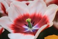 Close up of a white edged red tulip