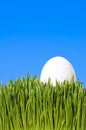 Close Up Of White Egg Stitting In Green Grass Royalty Free Stock Photo