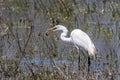 Great White Egret with a frog escaping from its beak Royalty Free Stock Photo