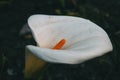 Close-up of a white zantedeschia flower