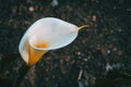 Close-up of a white zantedeschia flower