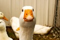 Close up of a White Emden Goose with other geese in pen