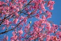 Close up white-eye bird on cherry blossom and sakura Royalty Free Stock Photo