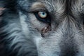 Close-up of a white-eyed blue-eyed wolf staring at the camera