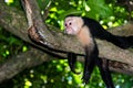 Close up of a White faced Cappuchin monkey Royalty Free Stock Photo