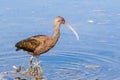 Close up of White-faced Ibis Plegadis chihi searching for food in the shallow wetlands of Merced National Wildlife Refuge,