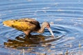 Close up of White-faced Ibis Plegadis chihi searching for food in the shallow wetlands of Merced National Wildlife Refuge,