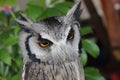 Close up of White-faced Owl with orange eyes Royalty Free Stock Photo