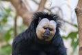 Close Up Of A White-Faced Saki Male Monkey Royalty Free Stock Photo