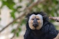 Close-Up White-Faced Saki Monkey Royalty Free Stock Photo