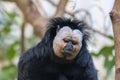 Close-Up White-Faced Saki Monkey Royalty Free Stock Photo