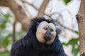 Close-Up White-Faced Saki Monkey Royalty Free Stock Photo