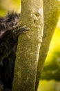 Close up of a white-faced saki monkey on a forest tree Royalty Free Stock Photo